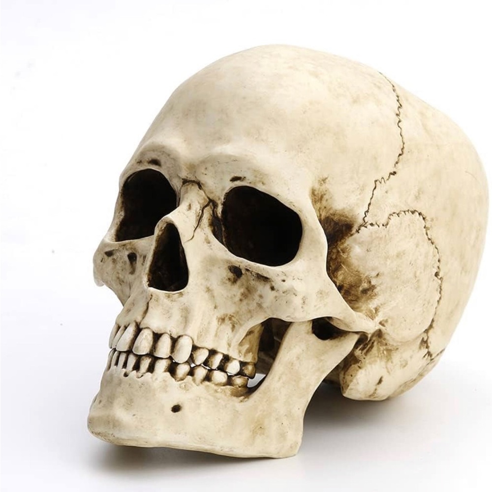 Tall Human Skull with Motion Jaw Realistic Resin Sculpture